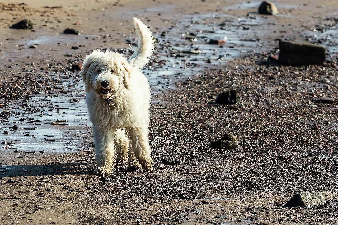 dog sea dog on beach free photo