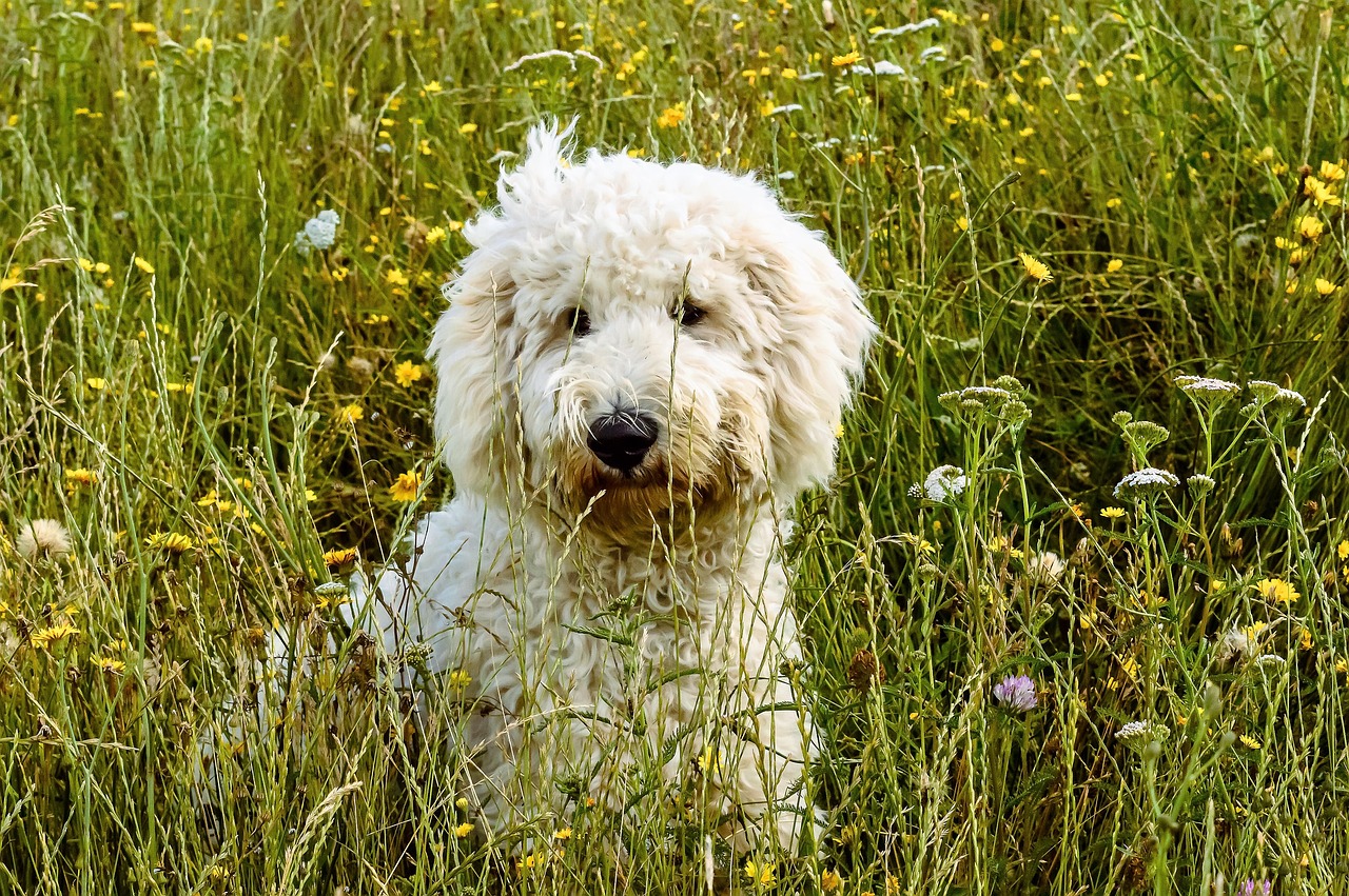 dog hybrid animal free photo