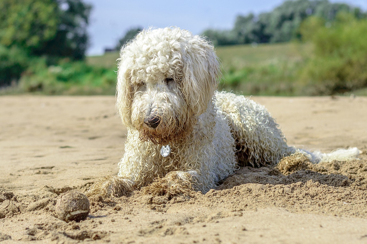 golden doodle beach ball free photo