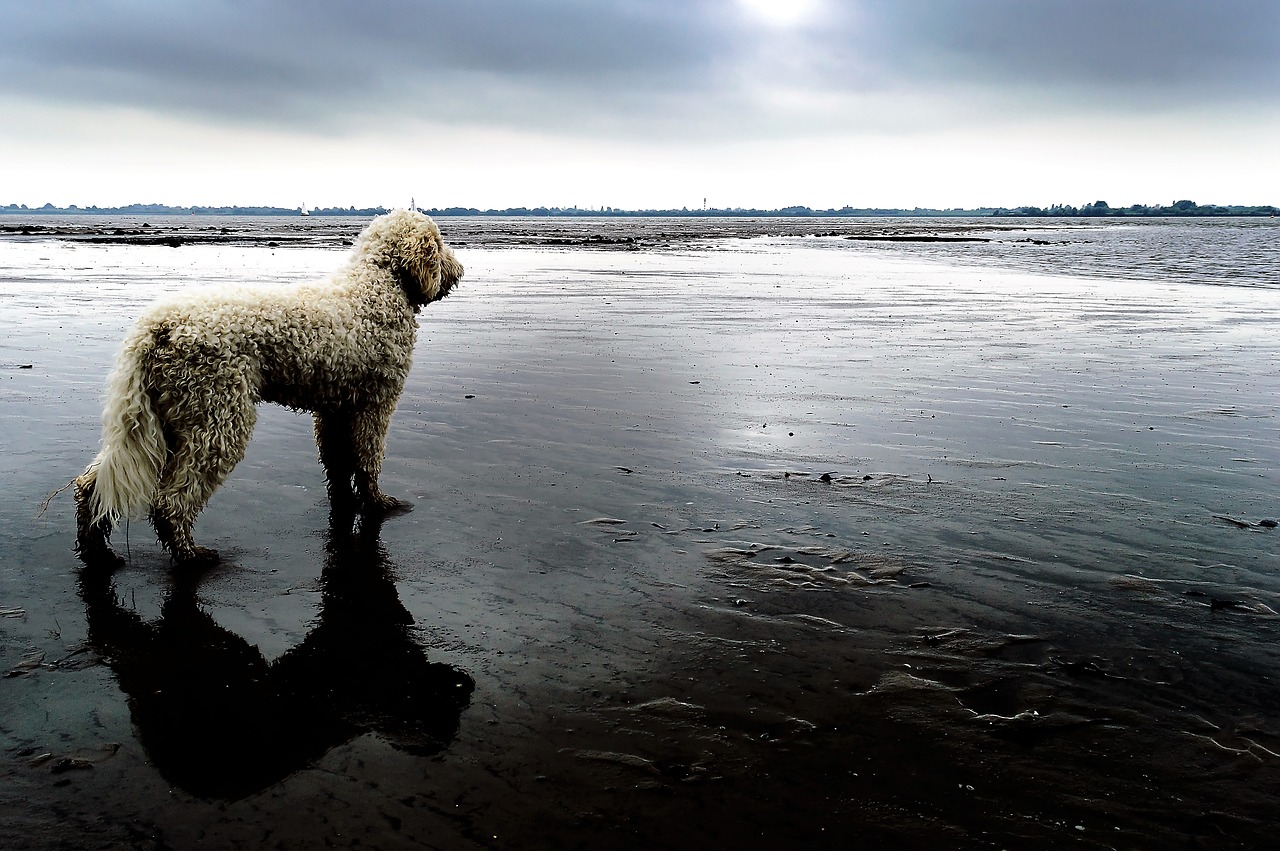 goldendoodle dog beach free photo