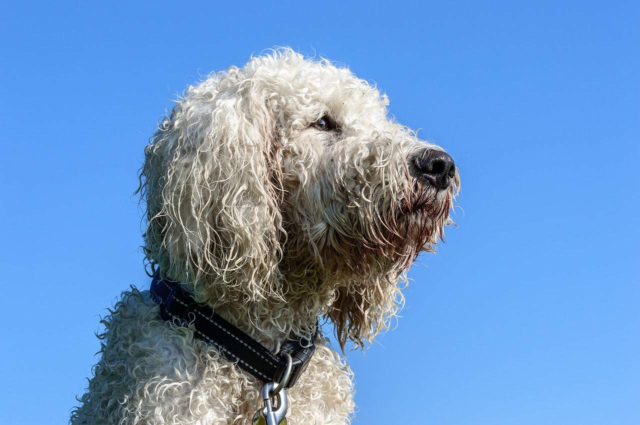 goldendoodle dog hybrid free photo