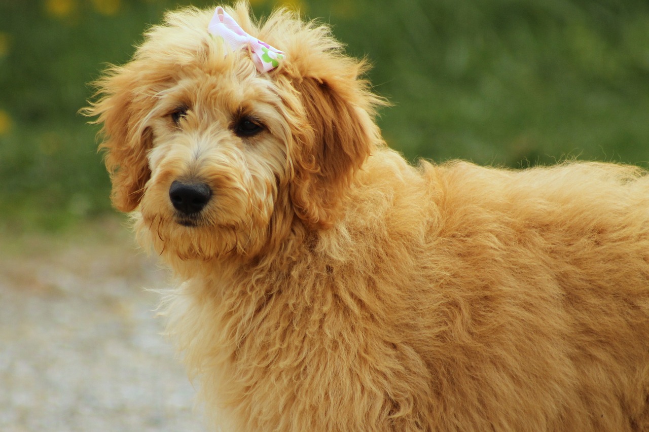 goldendoodle dog canine free photo