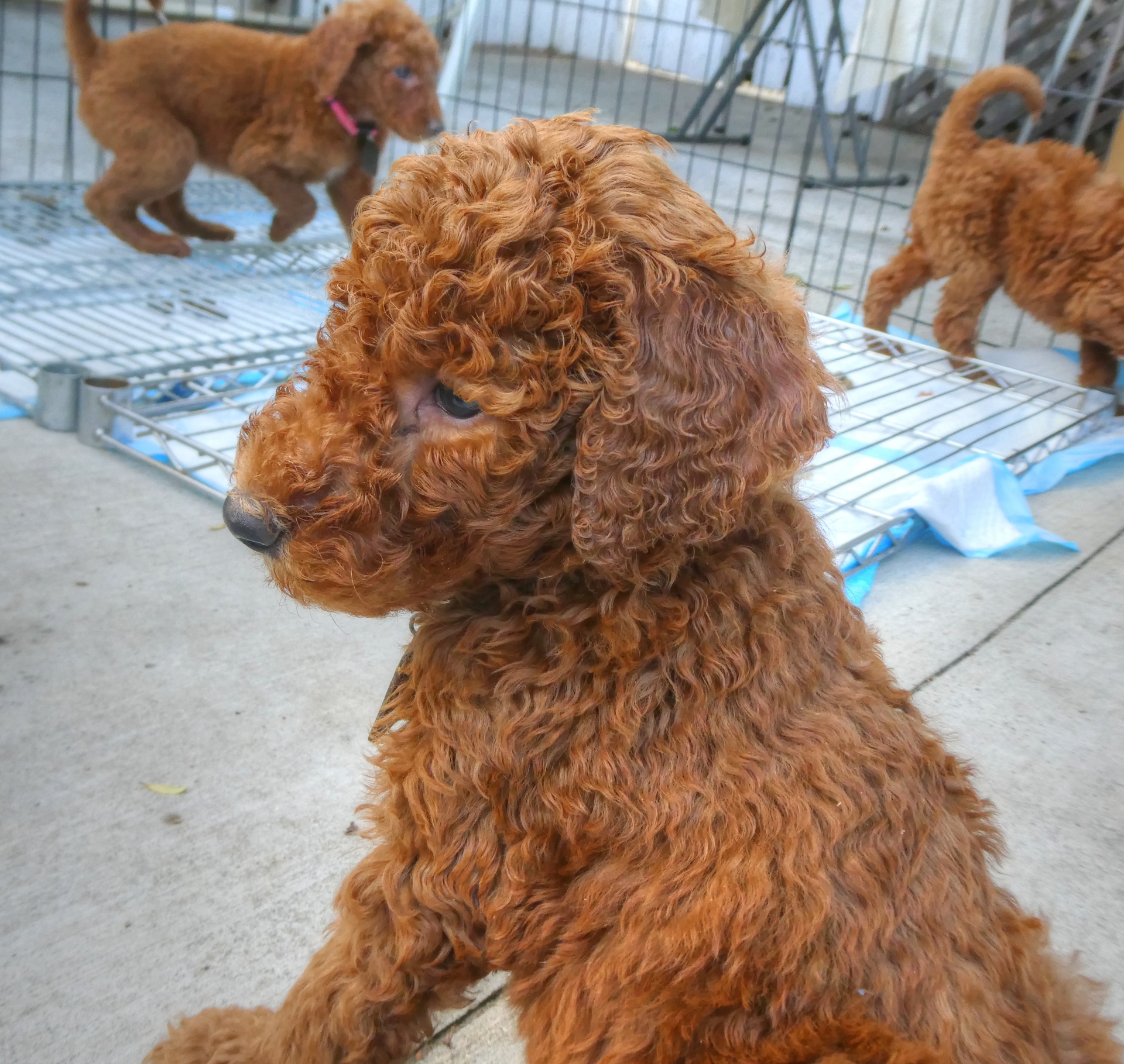 goldendoodle golden doodle puppy free photo