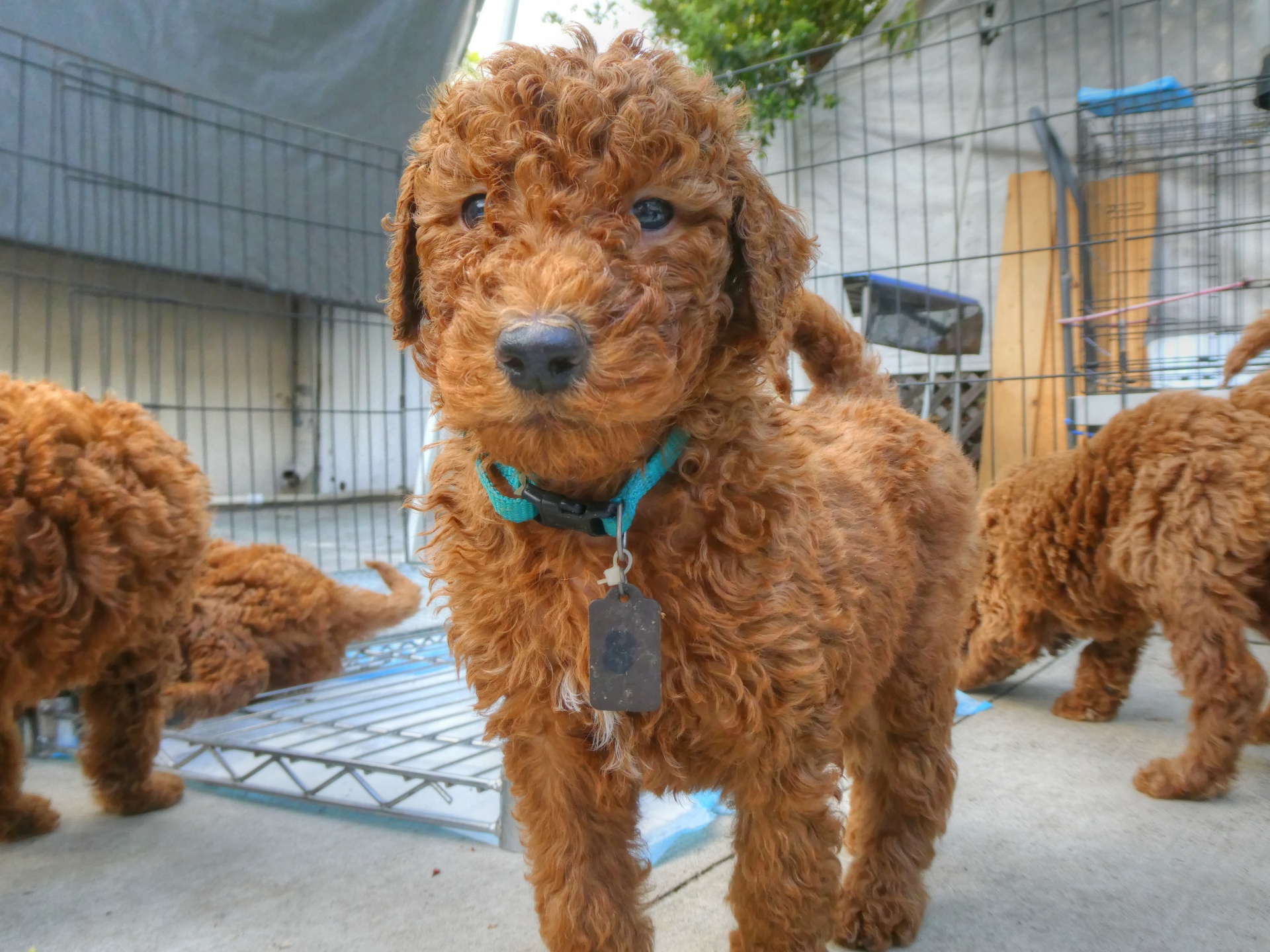 goldendoodle golden doodle puppy free photo