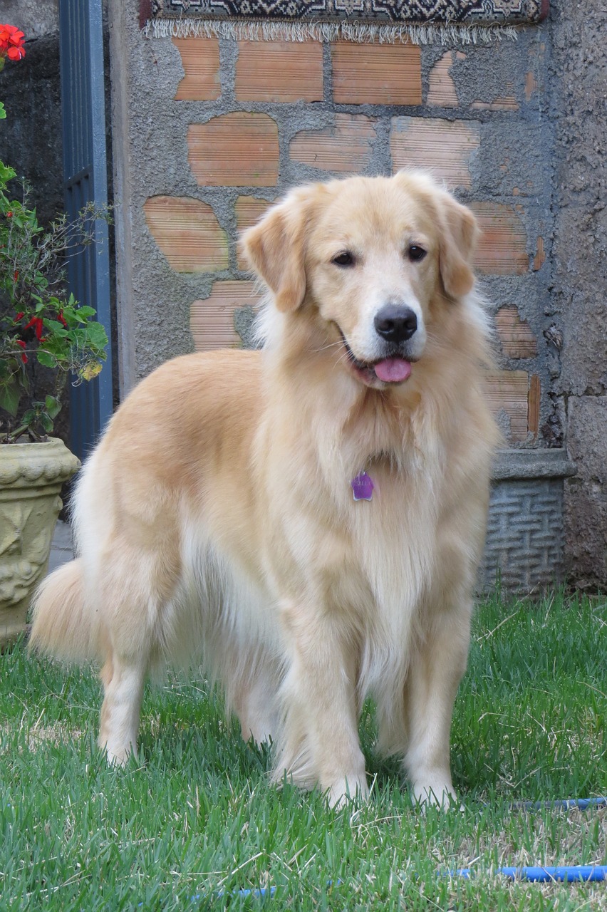 goldenretriever dog pet free photo