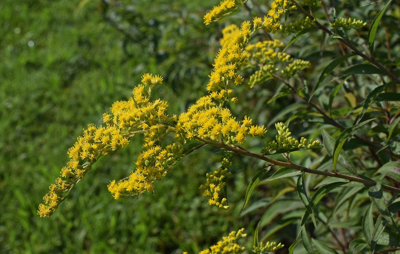 goldenrod flower blossom free photo