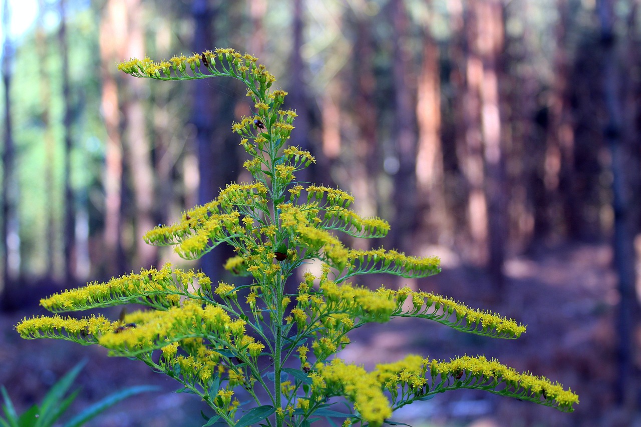 goldenrod plants forest free photo