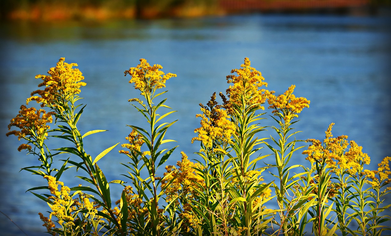 goldenrod  yellow flower  plant free photo