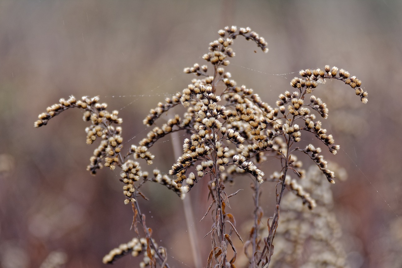 goldenrod  nawłocie  autumn free photo