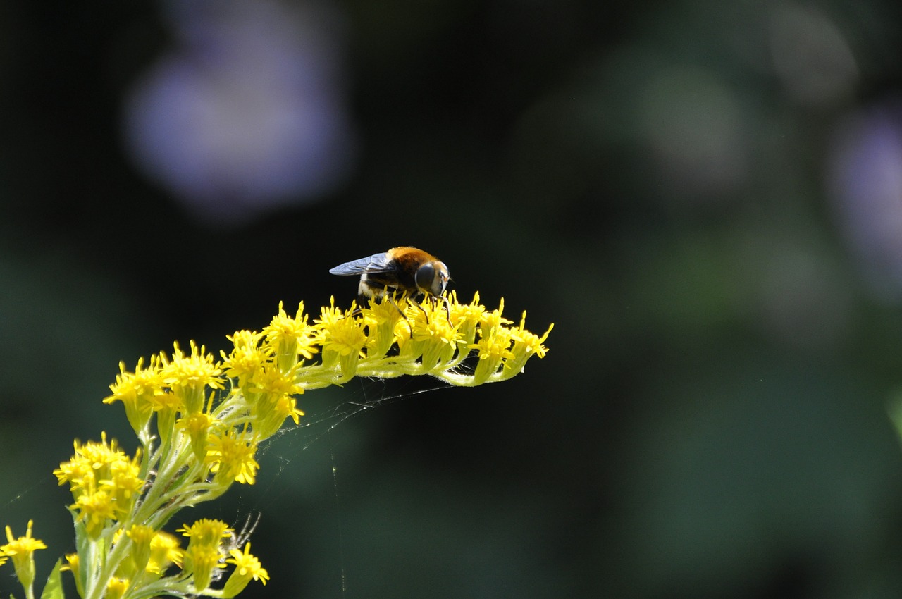 goldenrod yellow bee free photo