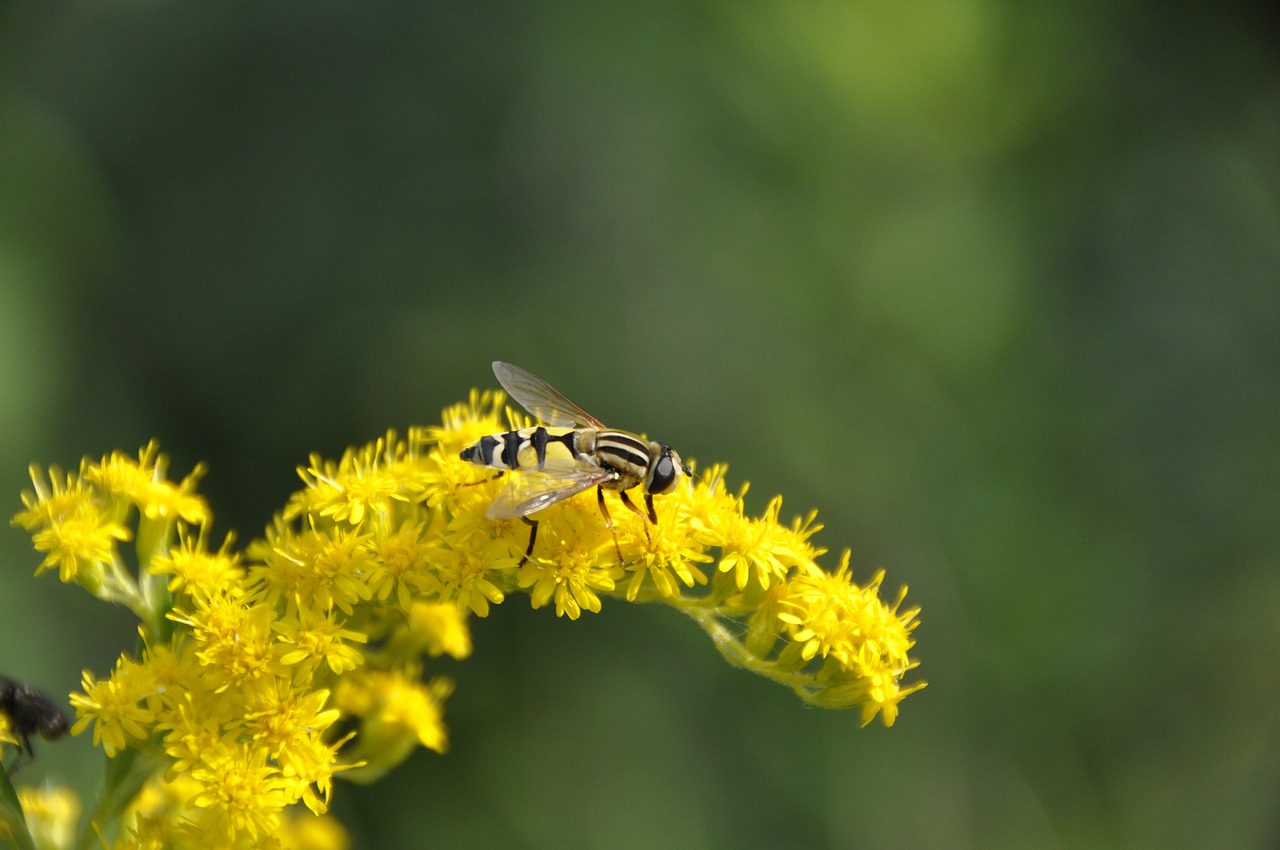 goldenrod hoverfly yellow free photo