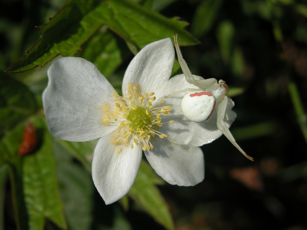 goldenrod crab spider white arachnid free photo