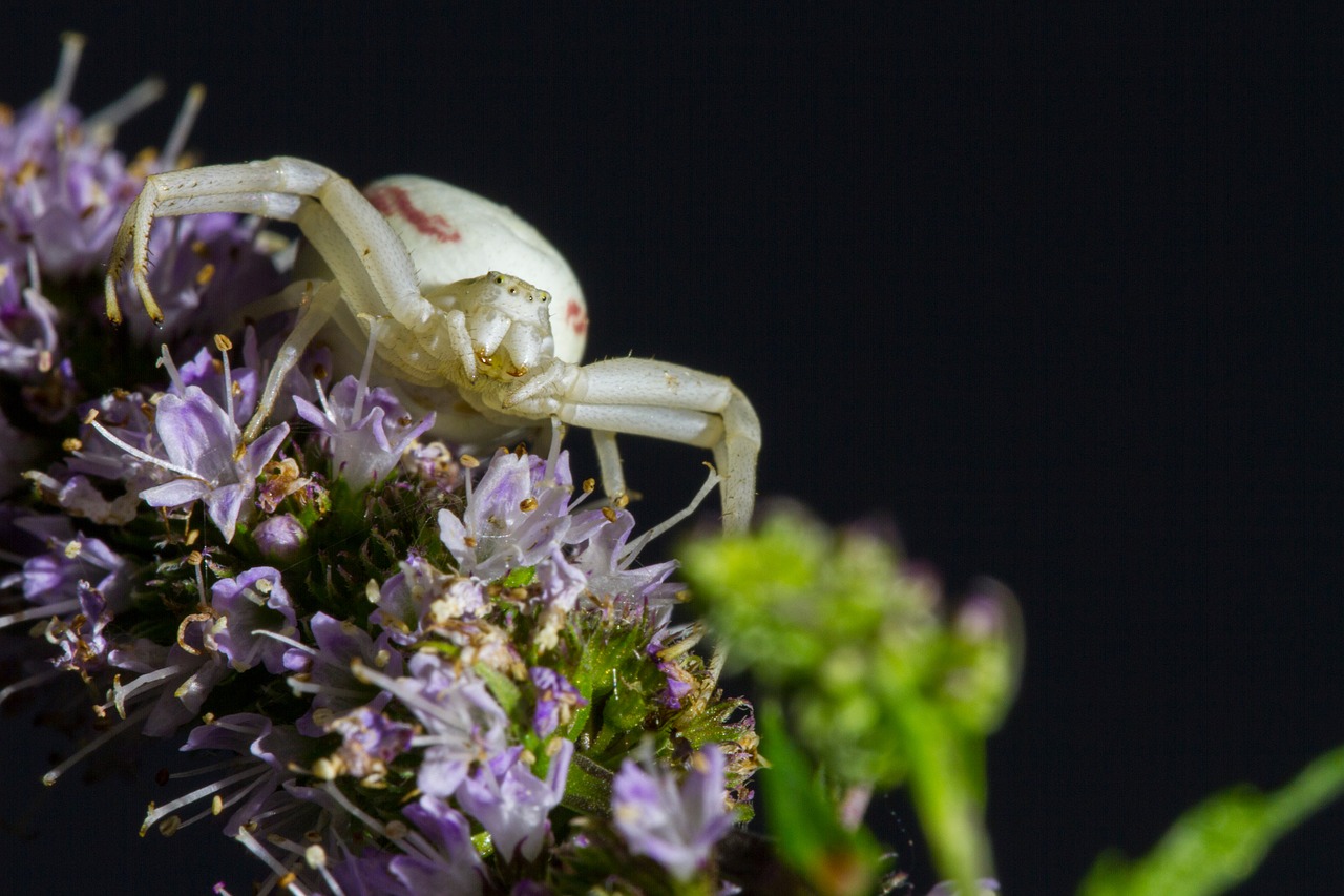 goldenrod crab spider misumena vatia spider free photo