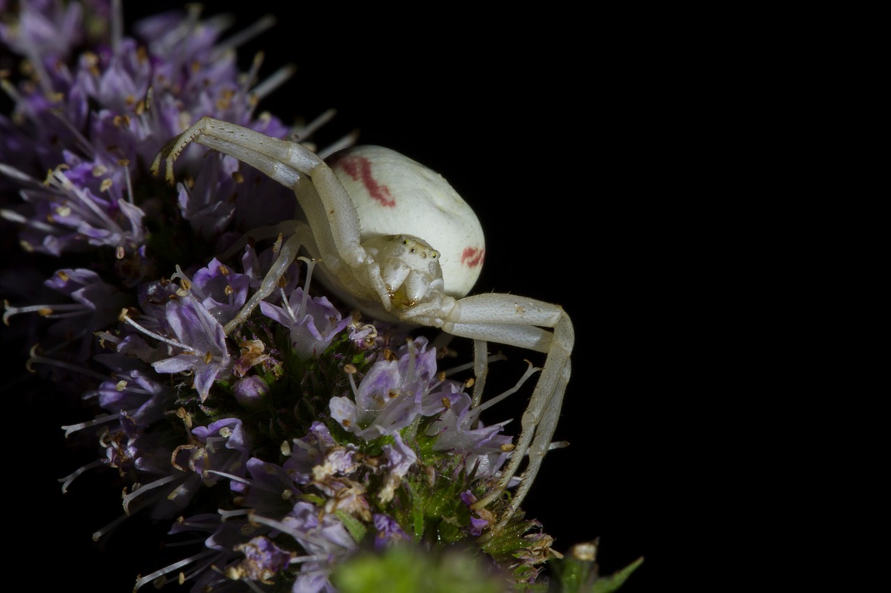 goldenrod crab spider misumena vatia spider free photo