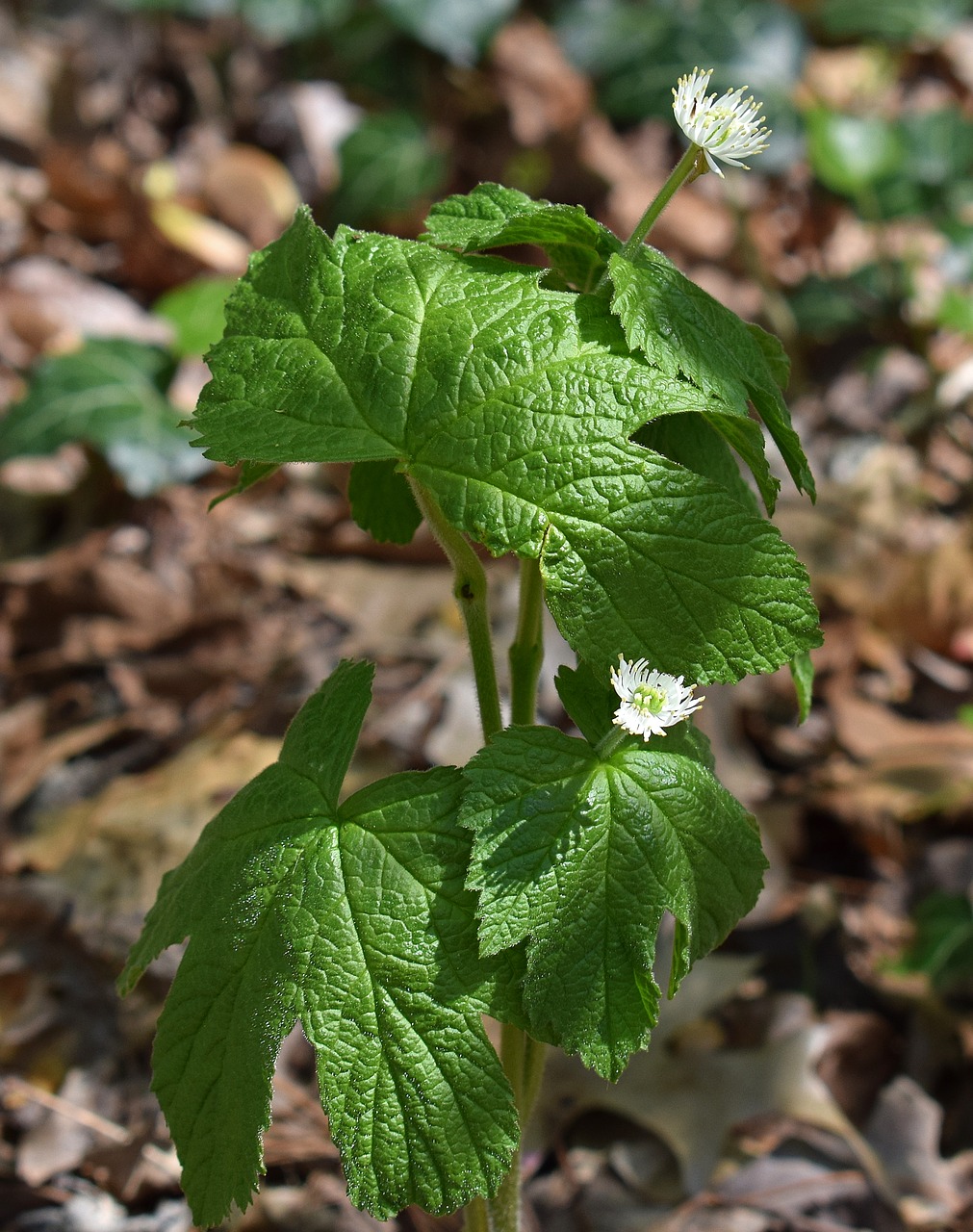 goldenseal wildflower flower free photo