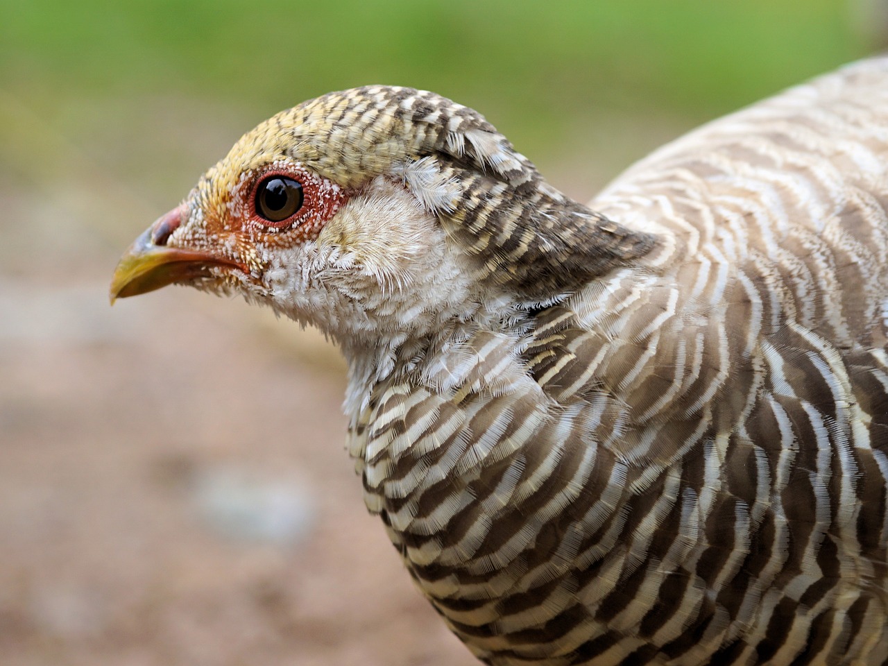 goldfasan pheasant bill free photo