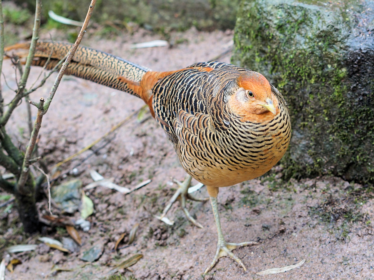 goldfasan pheasant bird free photo