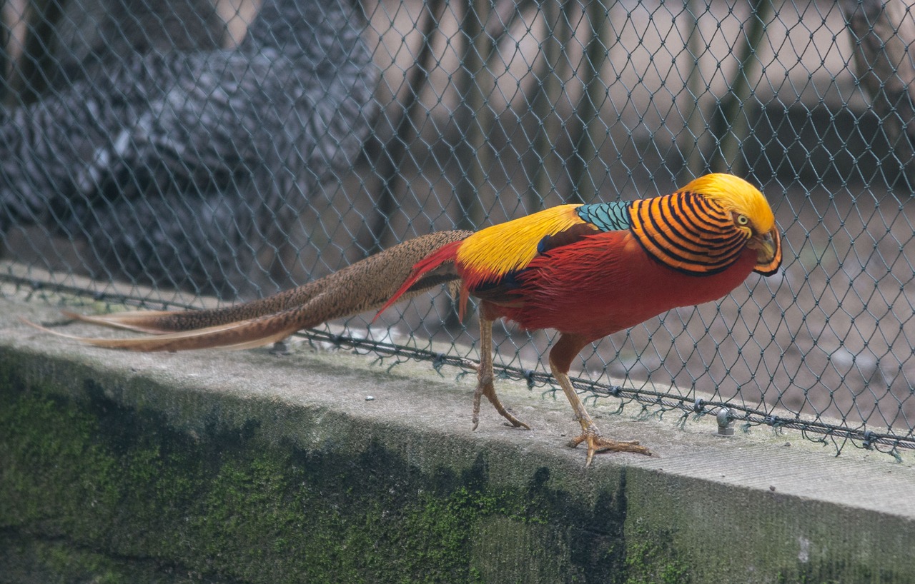 goldfasan bird nature free photo