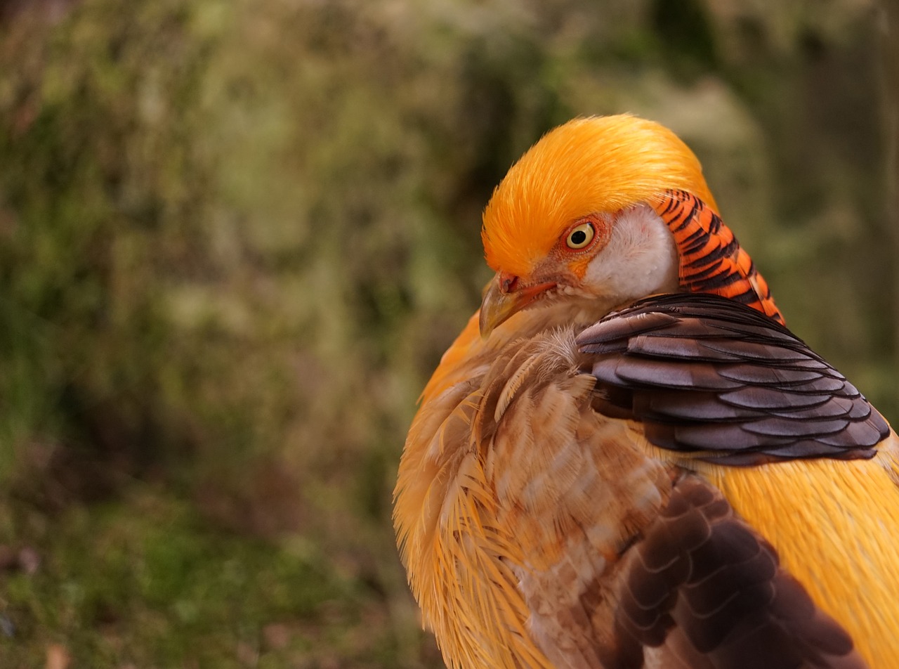 goldfasan head bird free photo