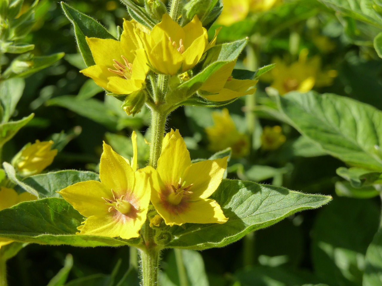 goldfelberich garden yellow free photo