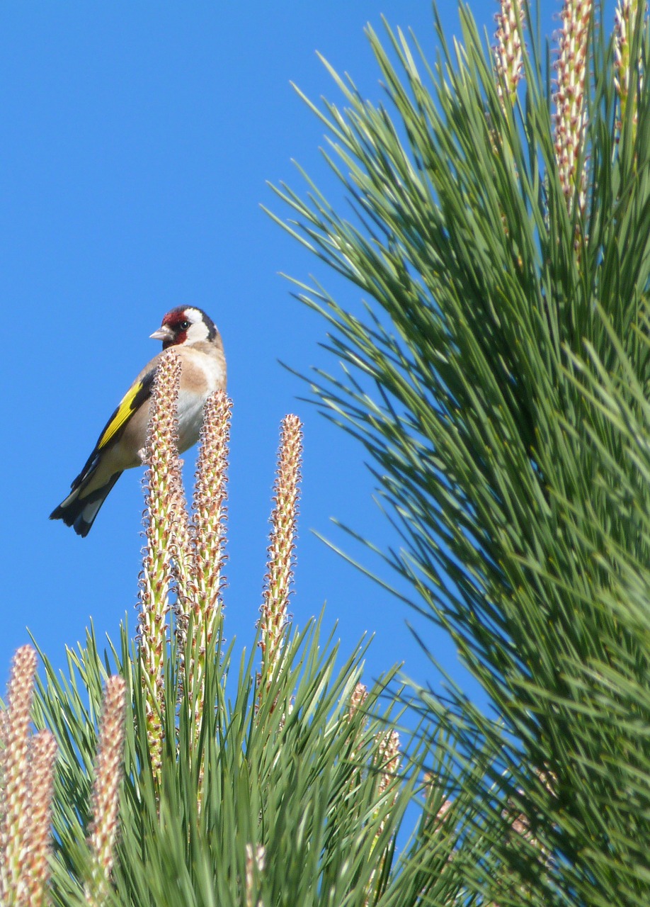 goldfinch bird ave free photo