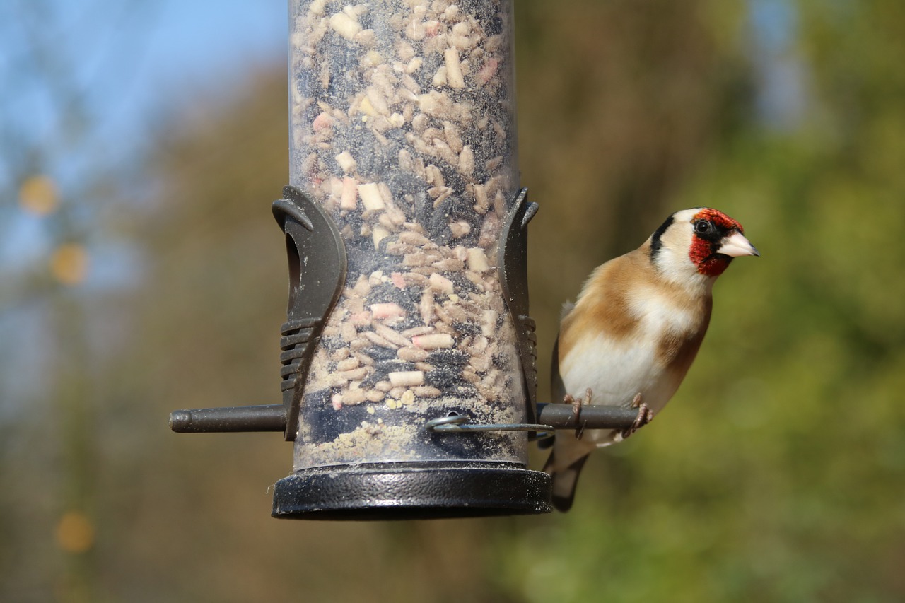 goldfinch garden bird bird free photo