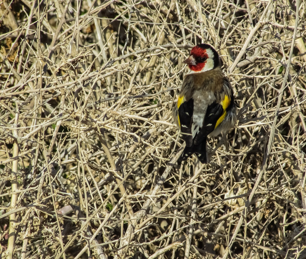 goldfinch bird carduelis free photo