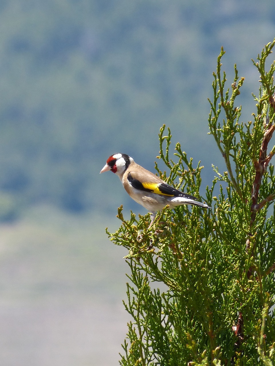 goldfinch singing trill free photo