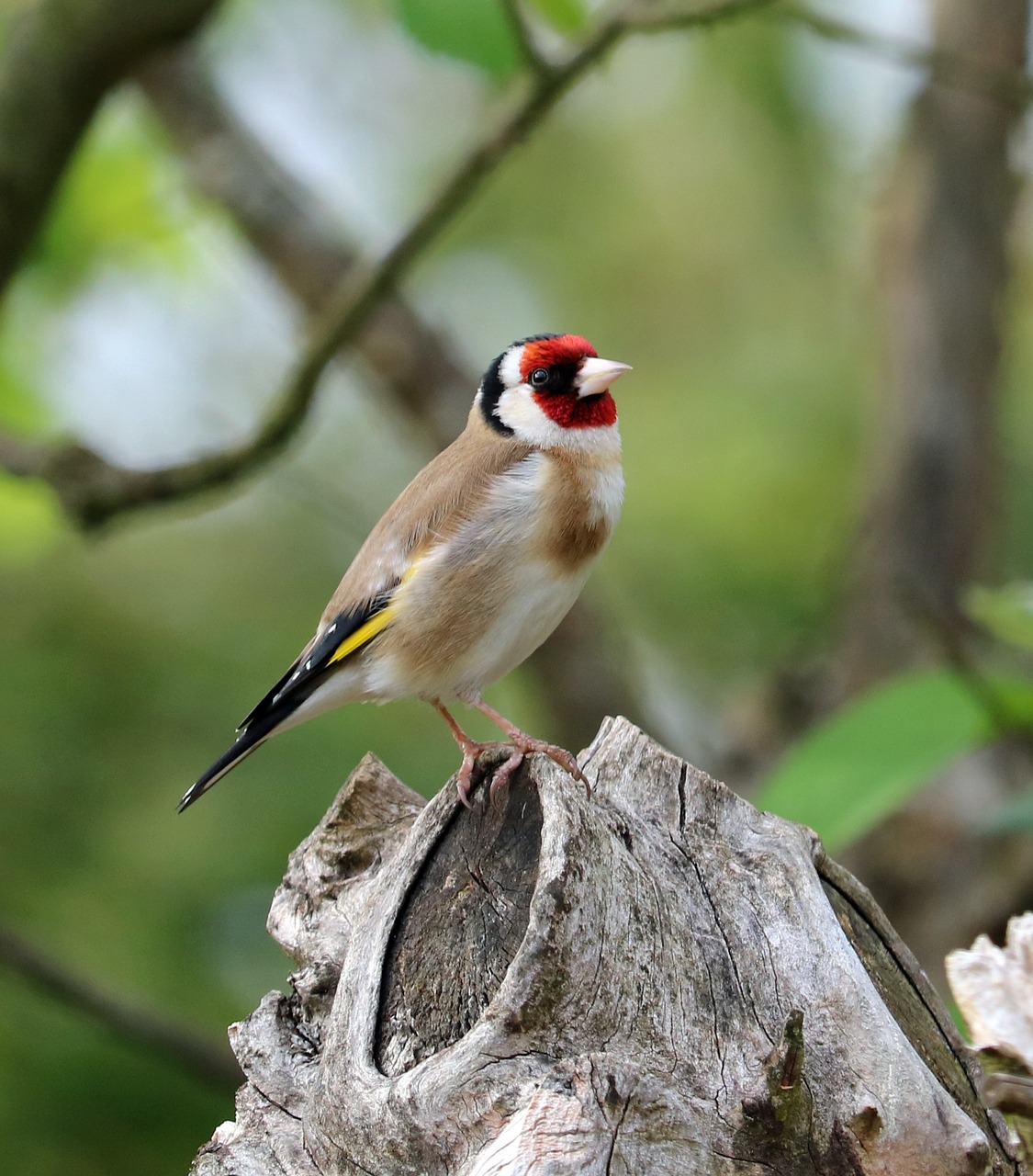 goldfinch song bird bird free photo