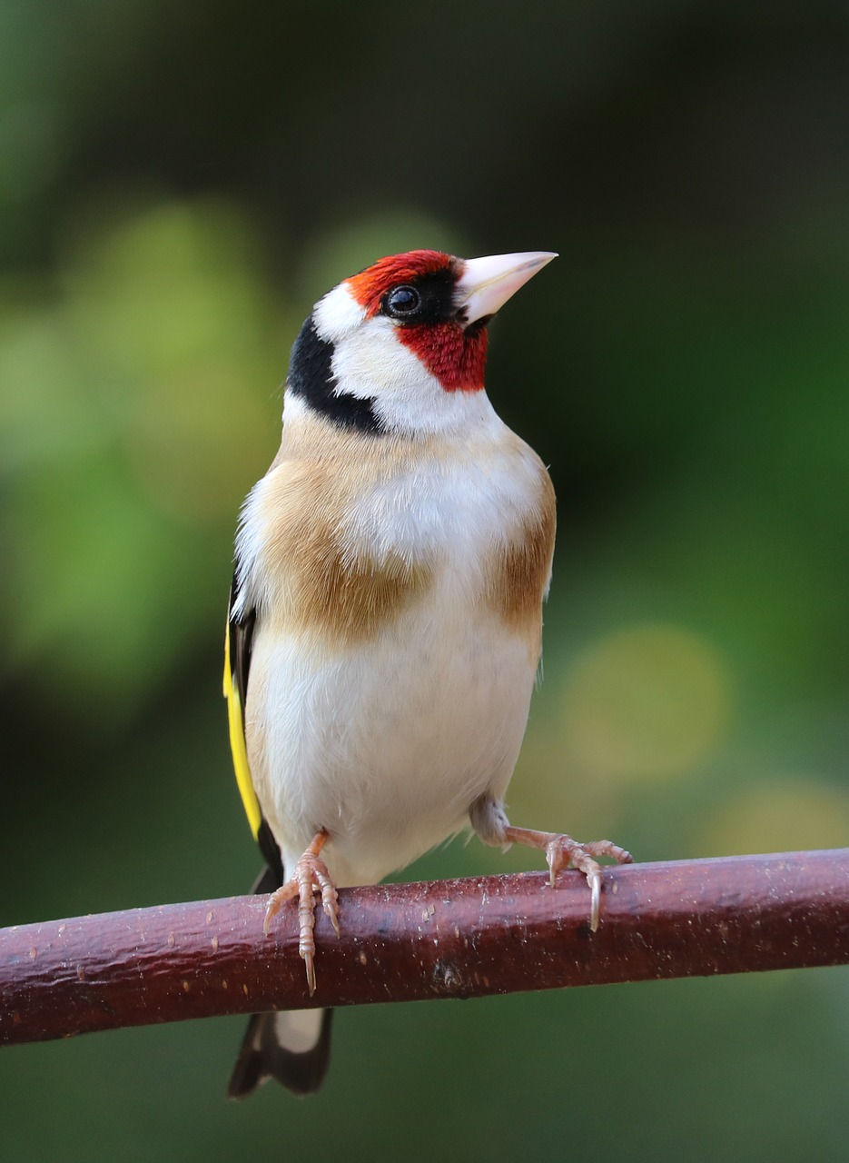 goldfinch song bird bird free photo