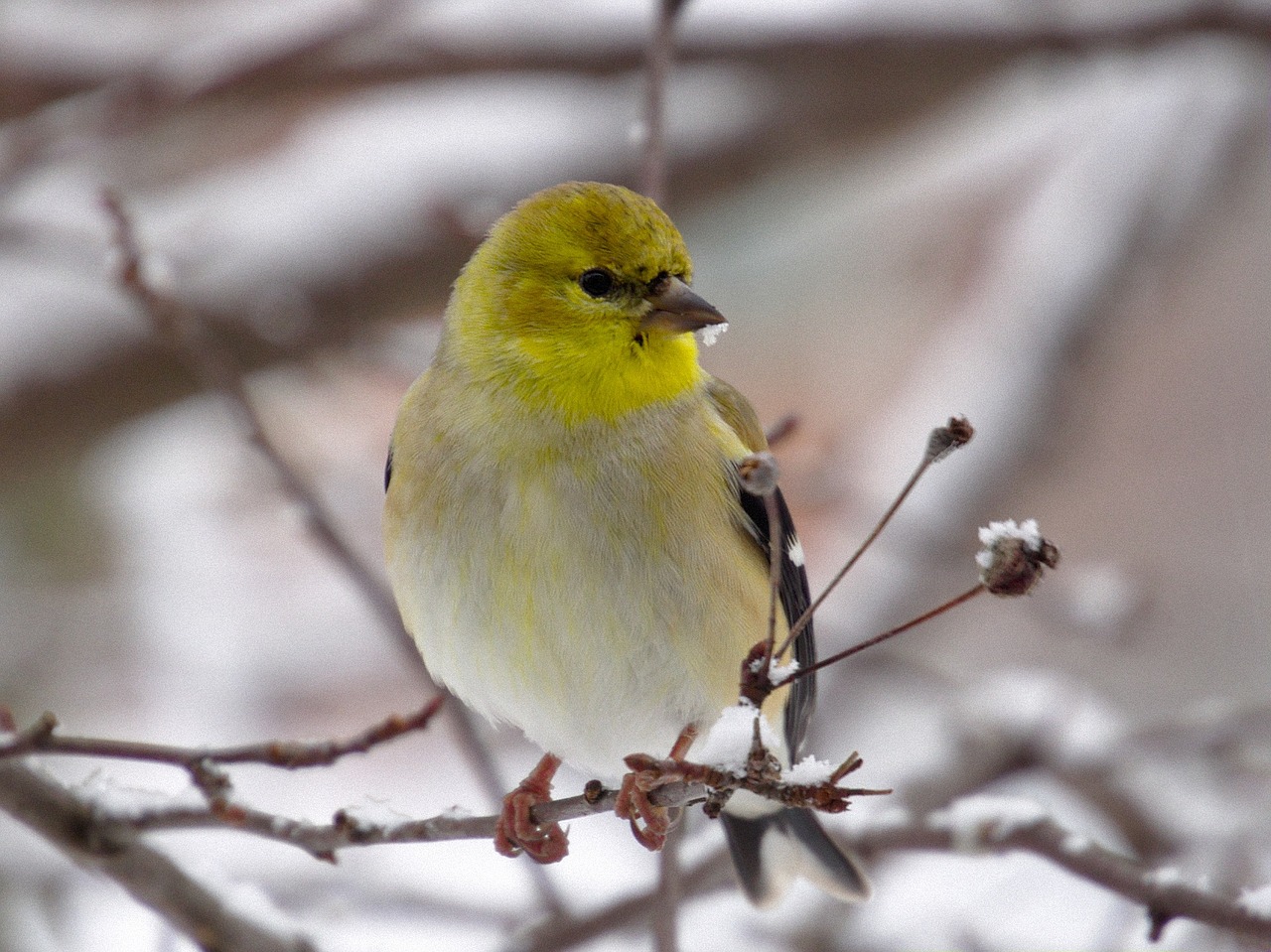 goldfinch bird wildlife free photo