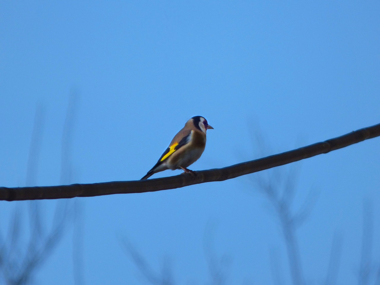 goldfinch bird cable free photo