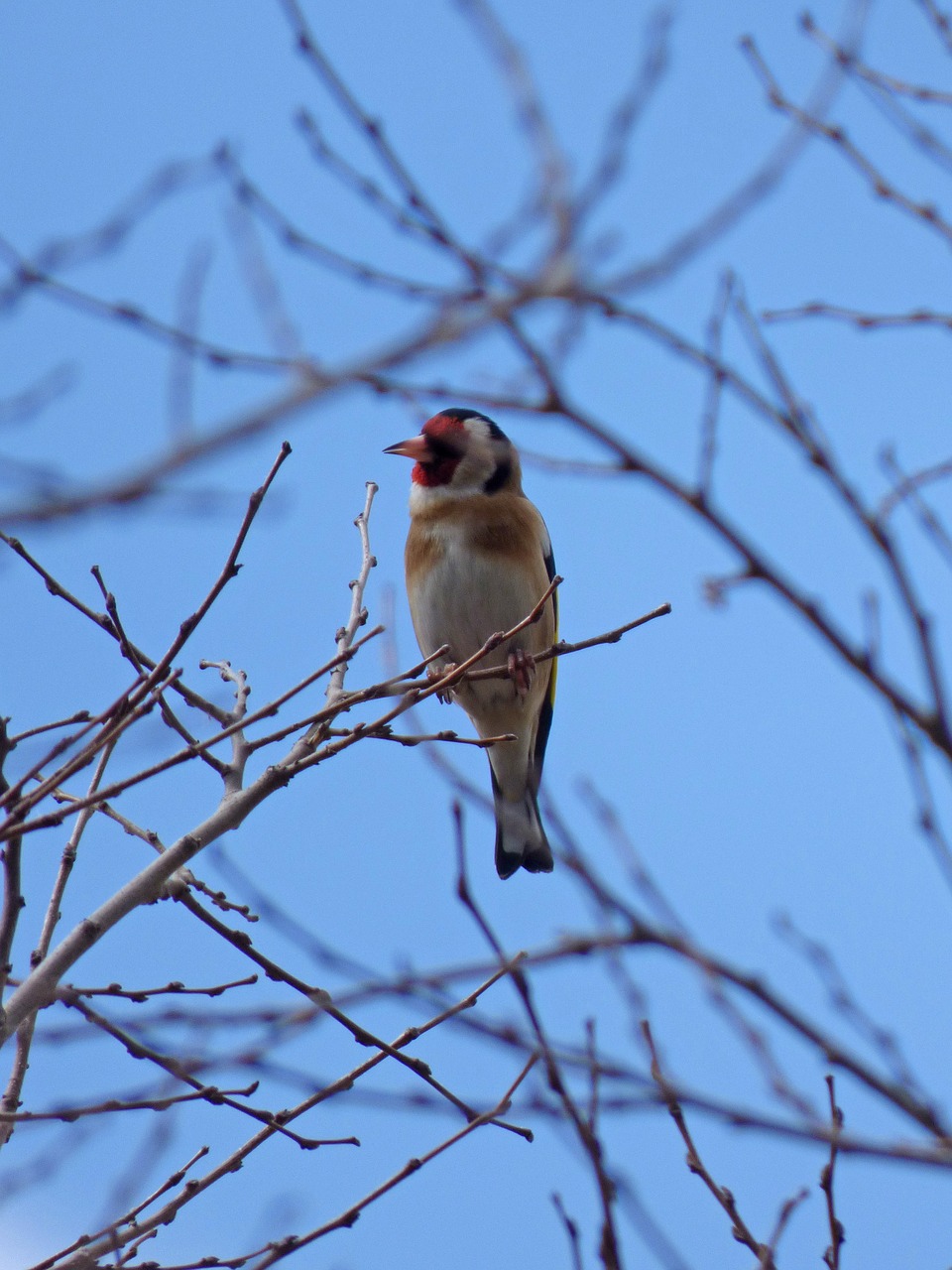 goldfinch cadernera branches free photo