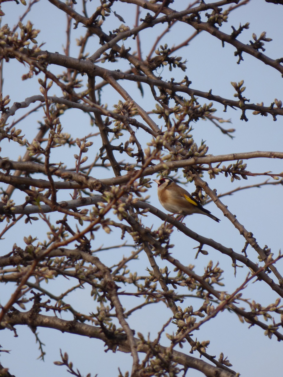 goldfinch bird cadernera free photo