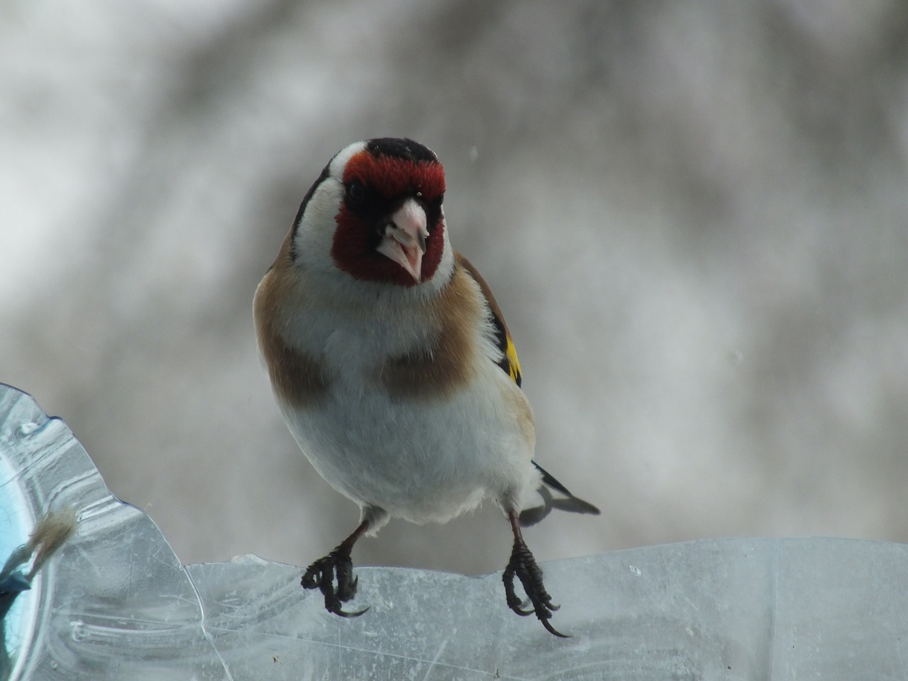 goldfinch birds close free photo