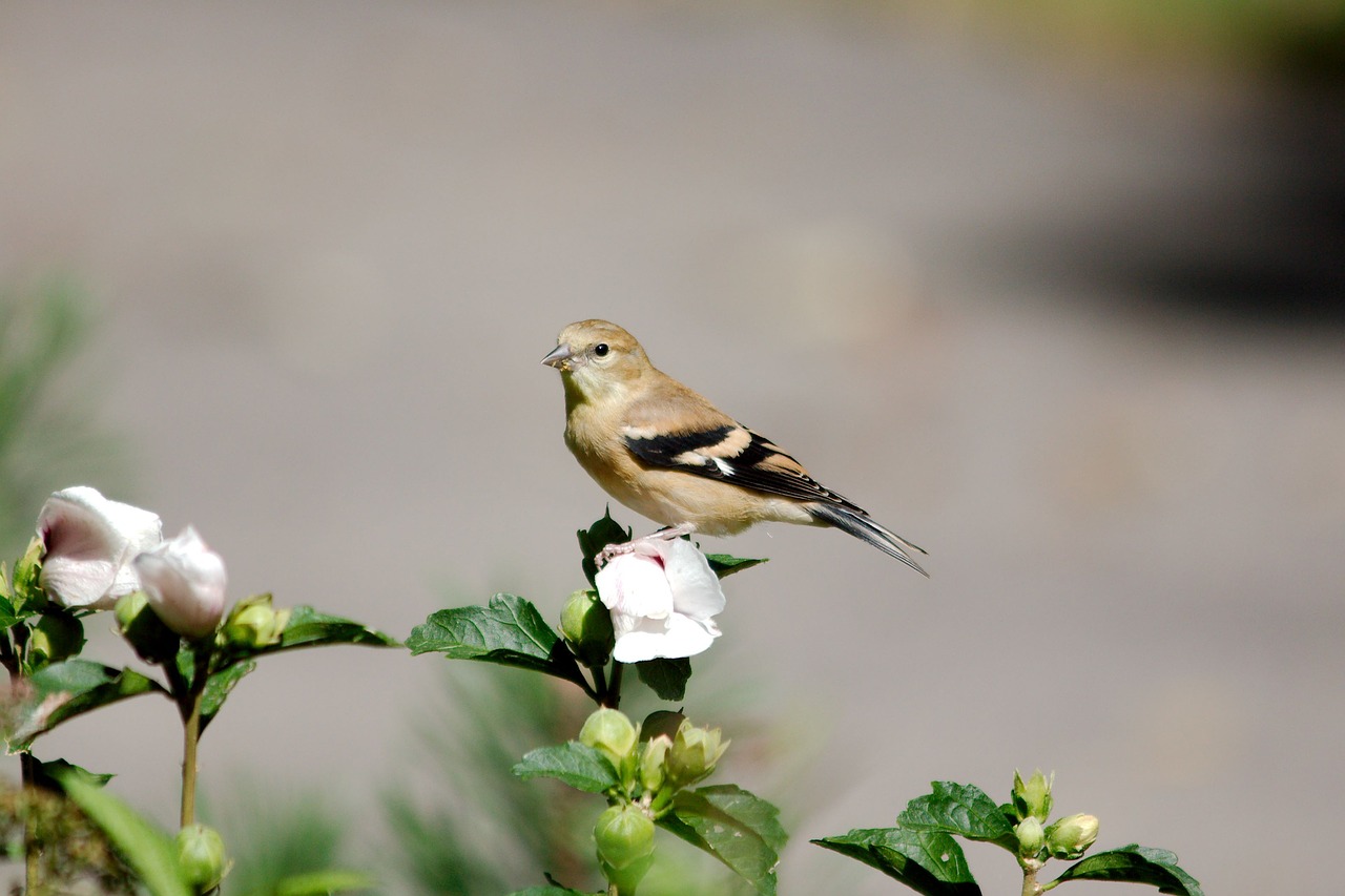 goldfinch female bird free photo