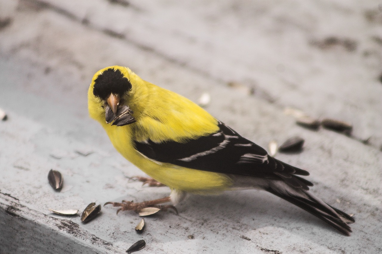 goldfinch bird yellow free photo