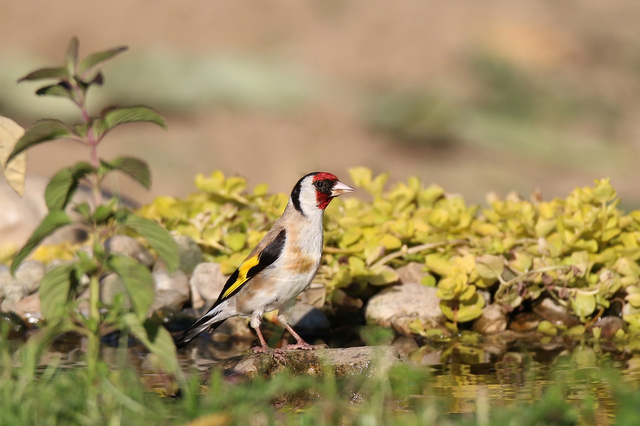 goldfinch european water free photo