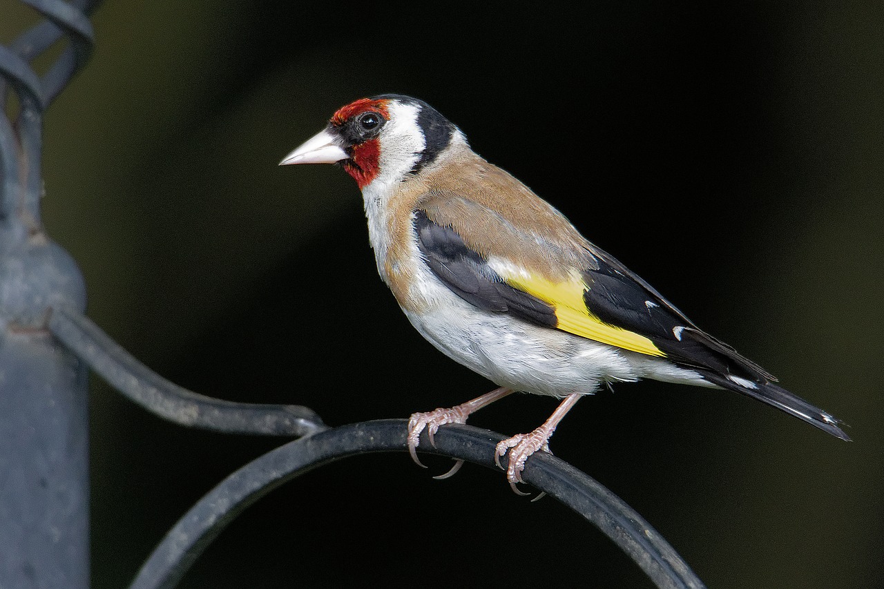 goldfinch wildlife bird free photo