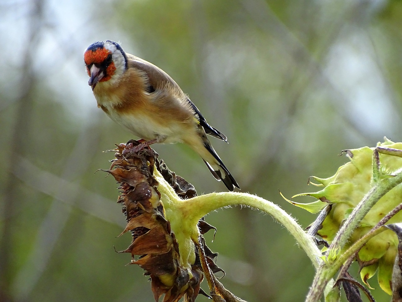 goldfinch stieglitz songbird free photo