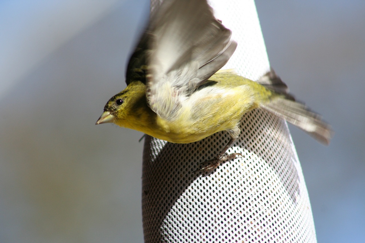 goldfinch flying take off free photo