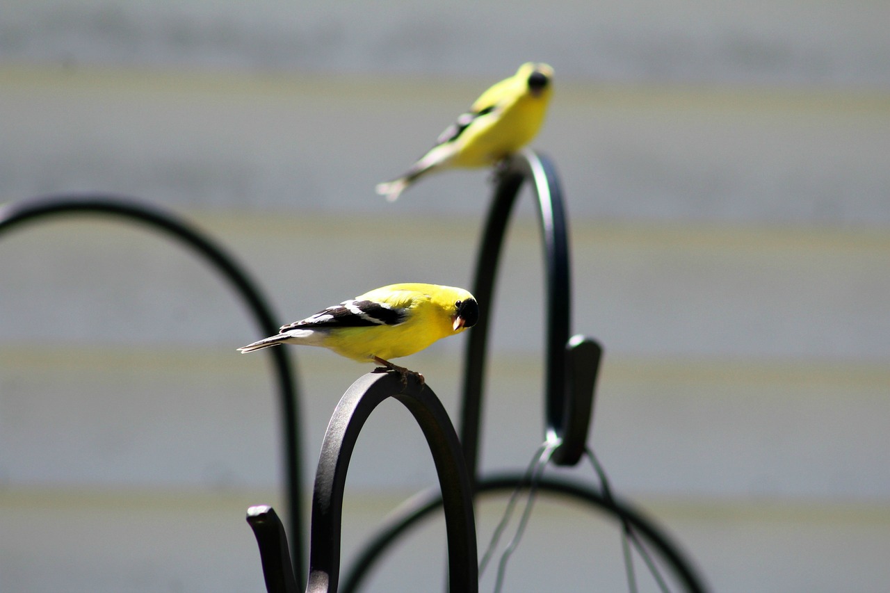 goldfinch  bird  face free photo