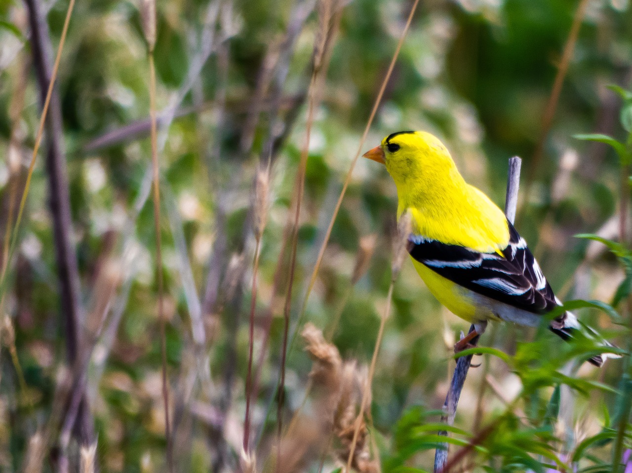goldfinch  finch  bird free photo