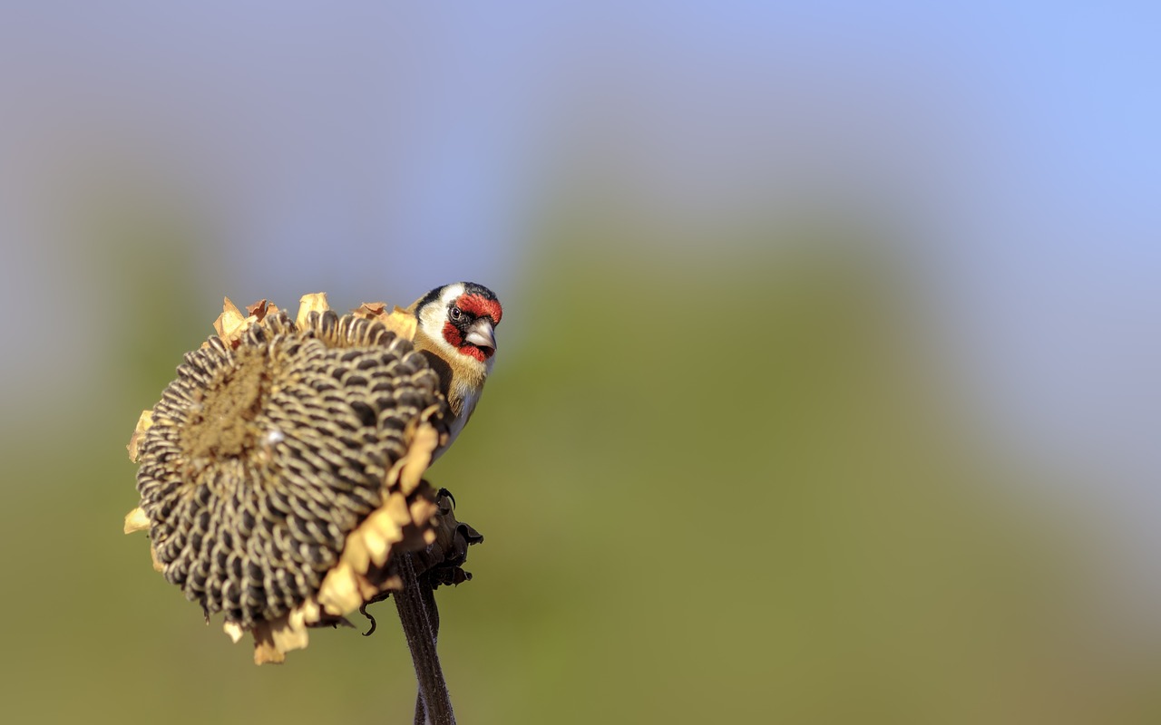 goldfinch  bird  nature free photo