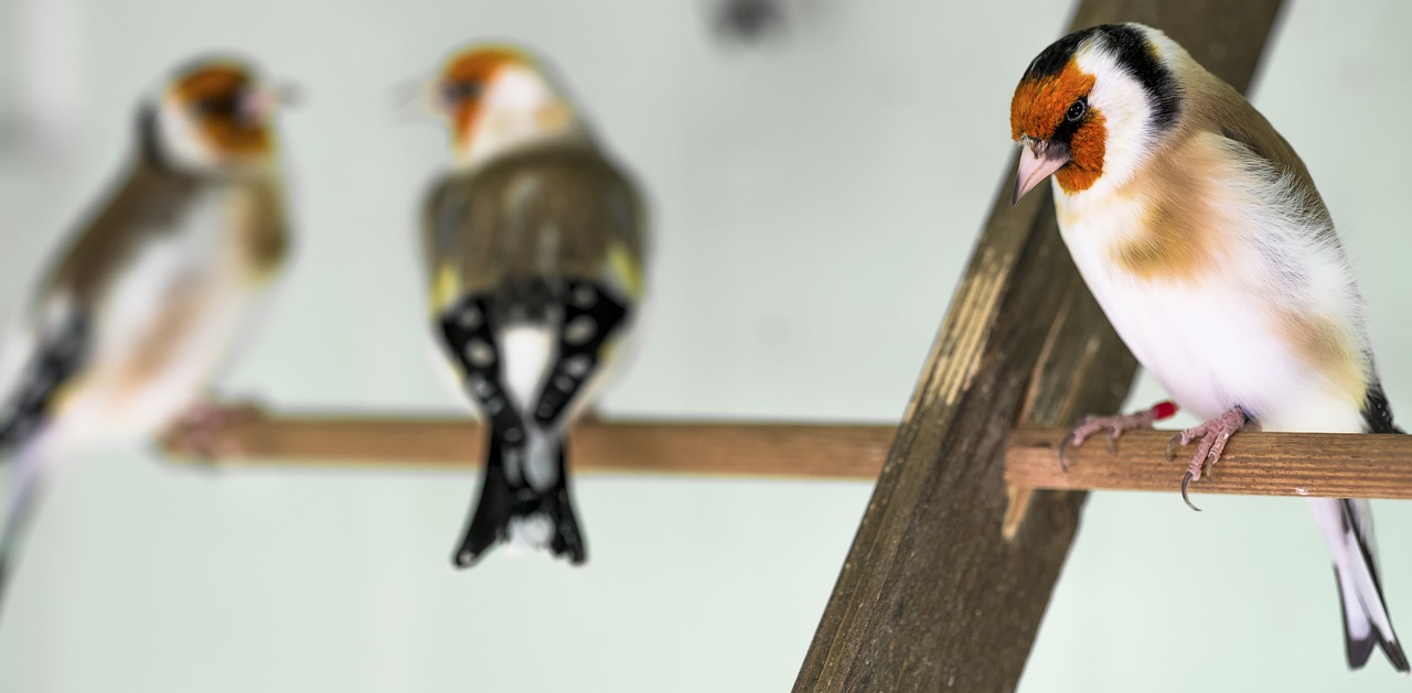 goldfinch  bird  relationship free photo