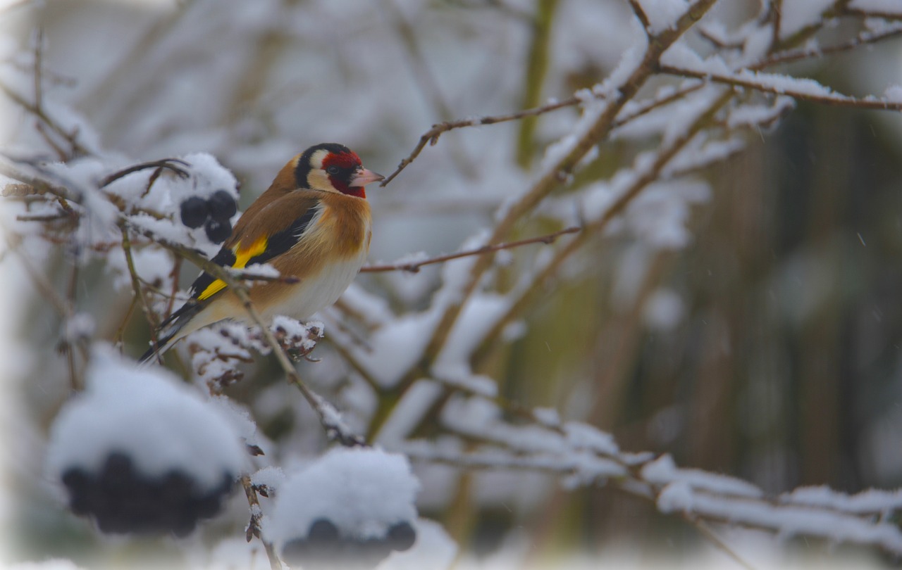 goldfinch  elegant  bird free photo