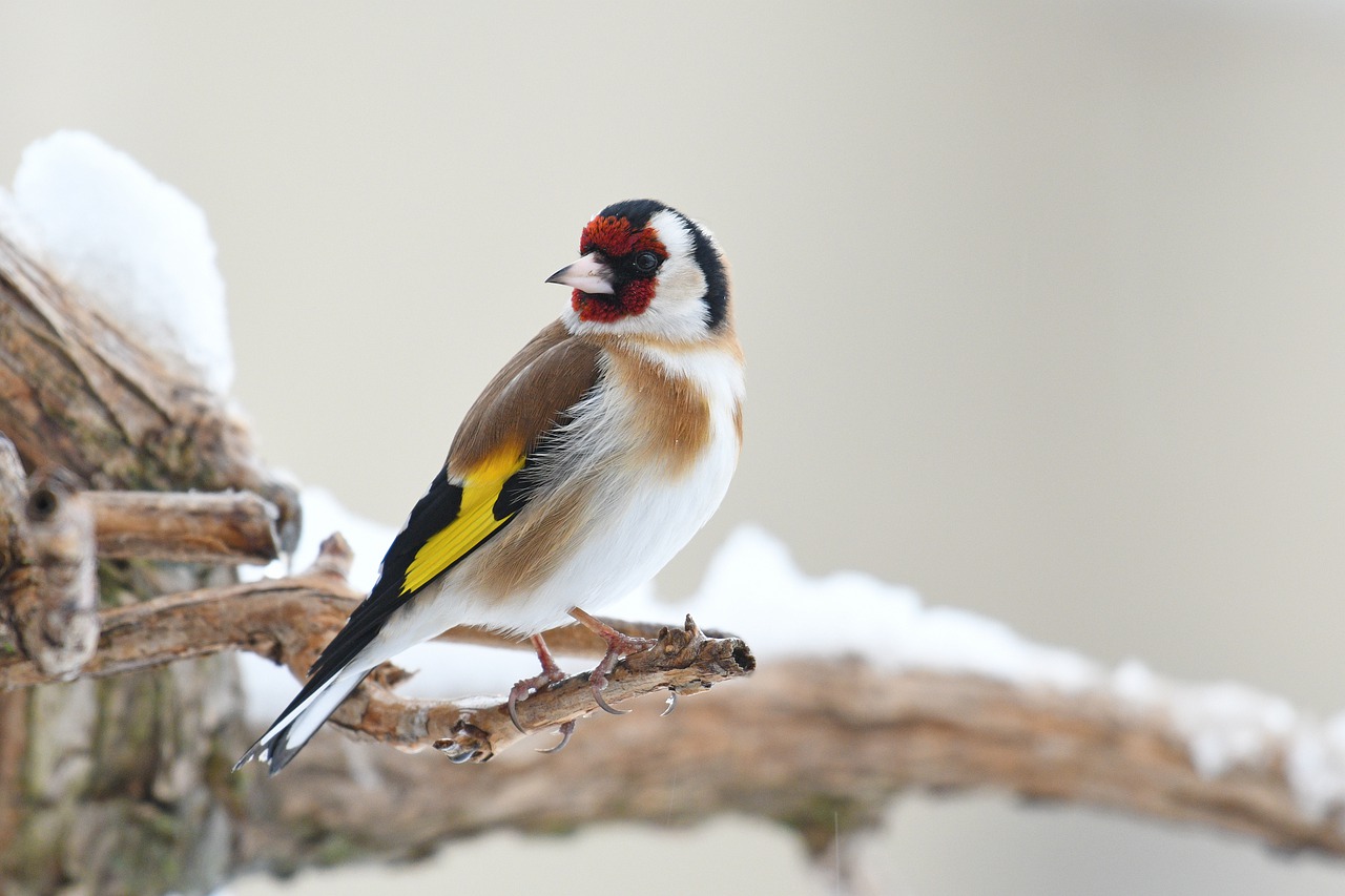 goldfinch  bird  nature free photo