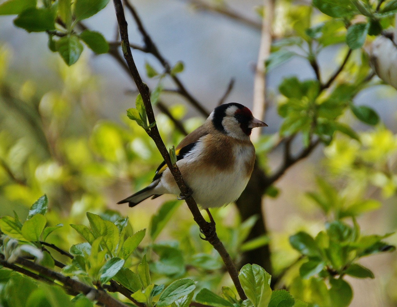 goldfinch bird singer free photo