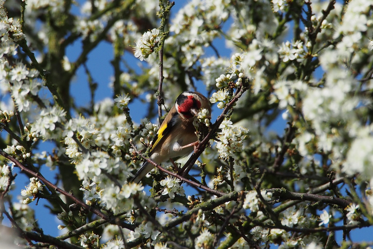goldfinch bird tree free photo
