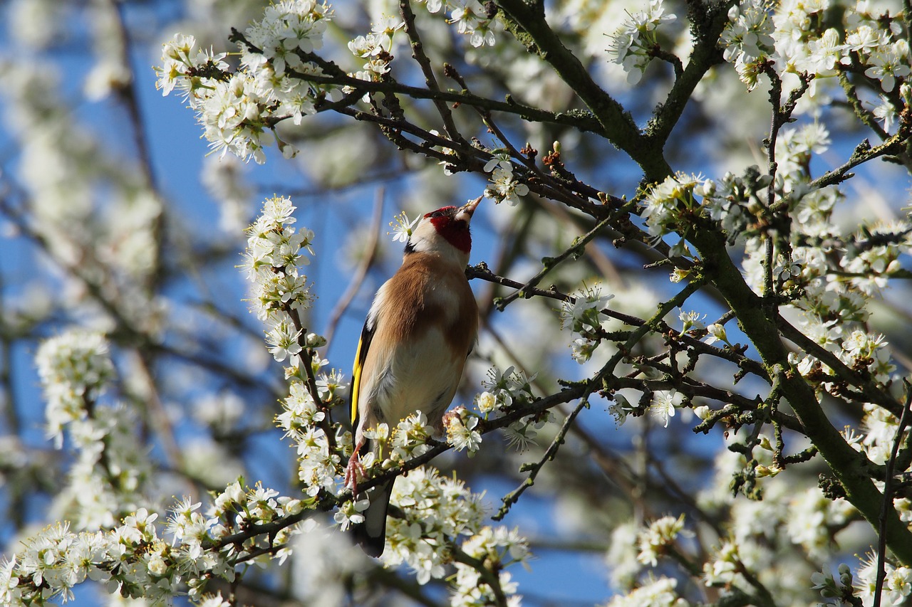 goldfinch bird tree free photo